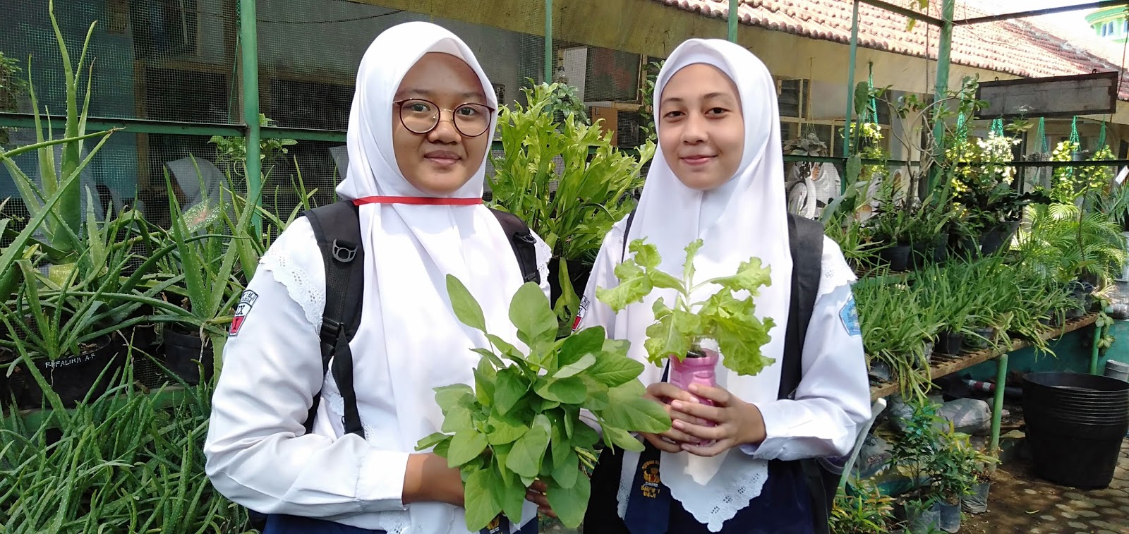 Pemanfaatan Limbah Botol Plastik untuk Tanaman Hidroponik